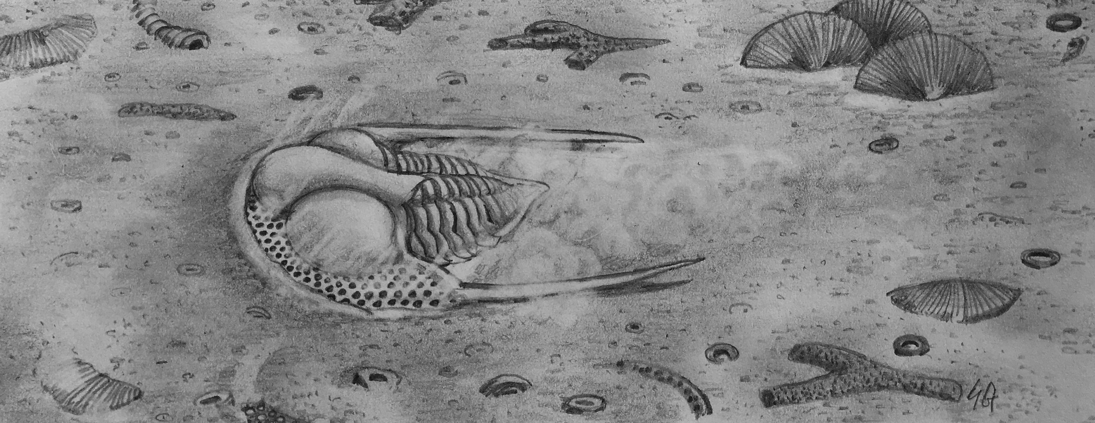 Cryptolithus as it lived on the Late Ordovician seafloor during Clays Ferry deposition.